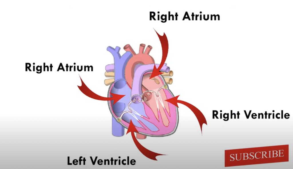 structure of the heart